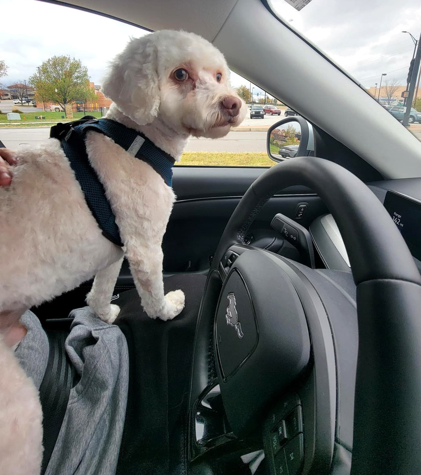 Harvey's Paws & Pieces pets