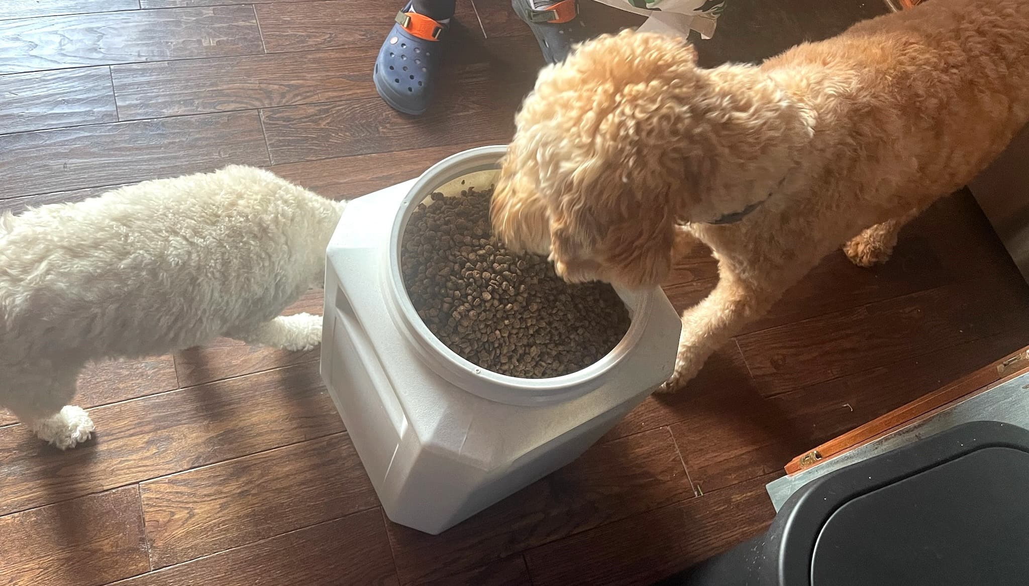 Dogs sniffing Harvey's Paws & Pieces food
